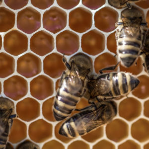 Bioinspired Engineering