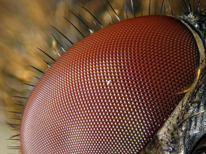 Bioinspired insect eye