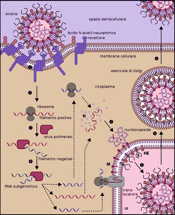 Corona Virus Replication