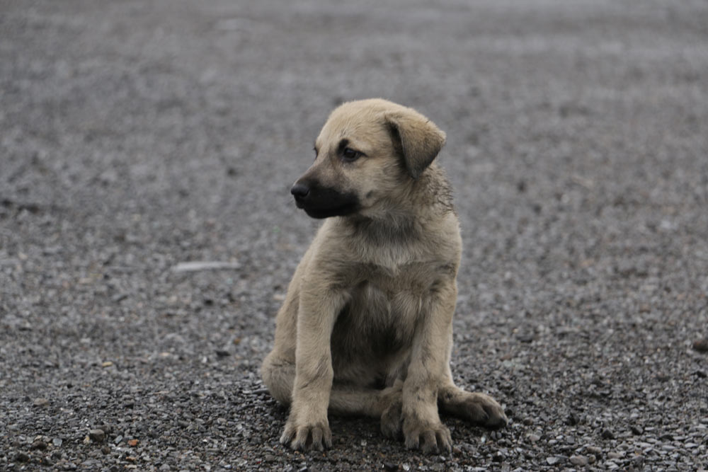 A Puppy Sitting On The Ground And Staring Into The Distance Samareh Ghaem Maghami Cdemix Magazine Article