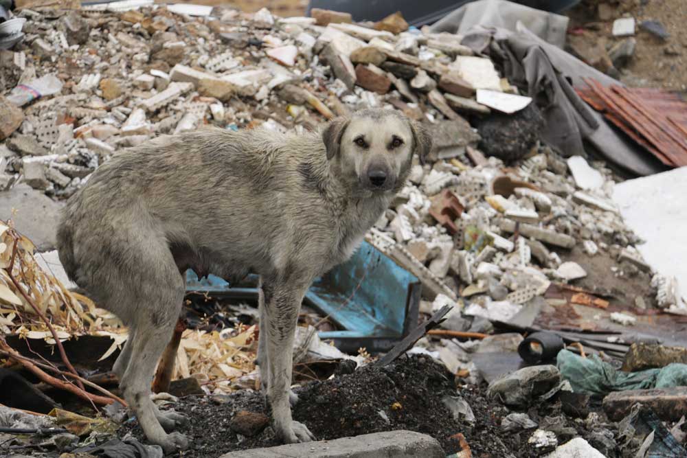 A Stray Female Dog is Fearfully Looking for Some Food in the Ruins of a Building By Samareh Ghaem Maghami Cademix magazine Article