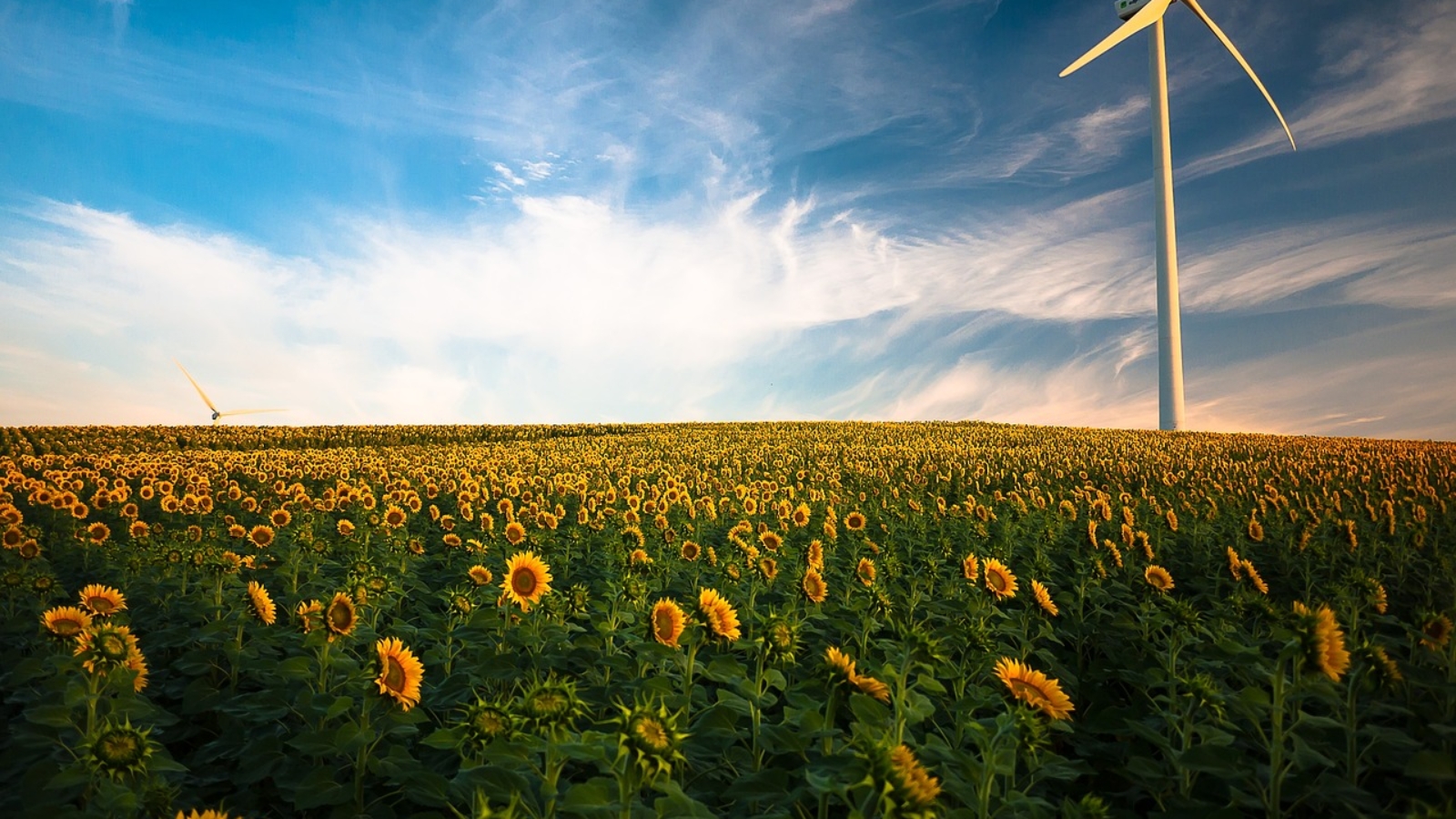 agriculture website, farm e-commerce, direct sales, digital marketing for farms, building loyal clientele, increasing farm revenue, online farm sales, FarmTogether, online agriculture degree