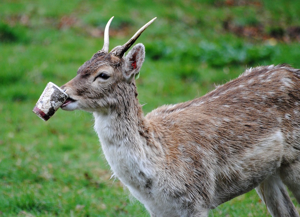 Plastic in wildlife