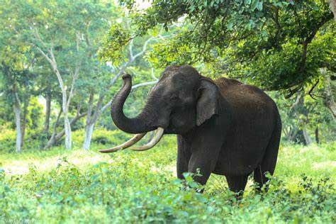 Elephant like our goals. Goal setting by Maryam Vanaee