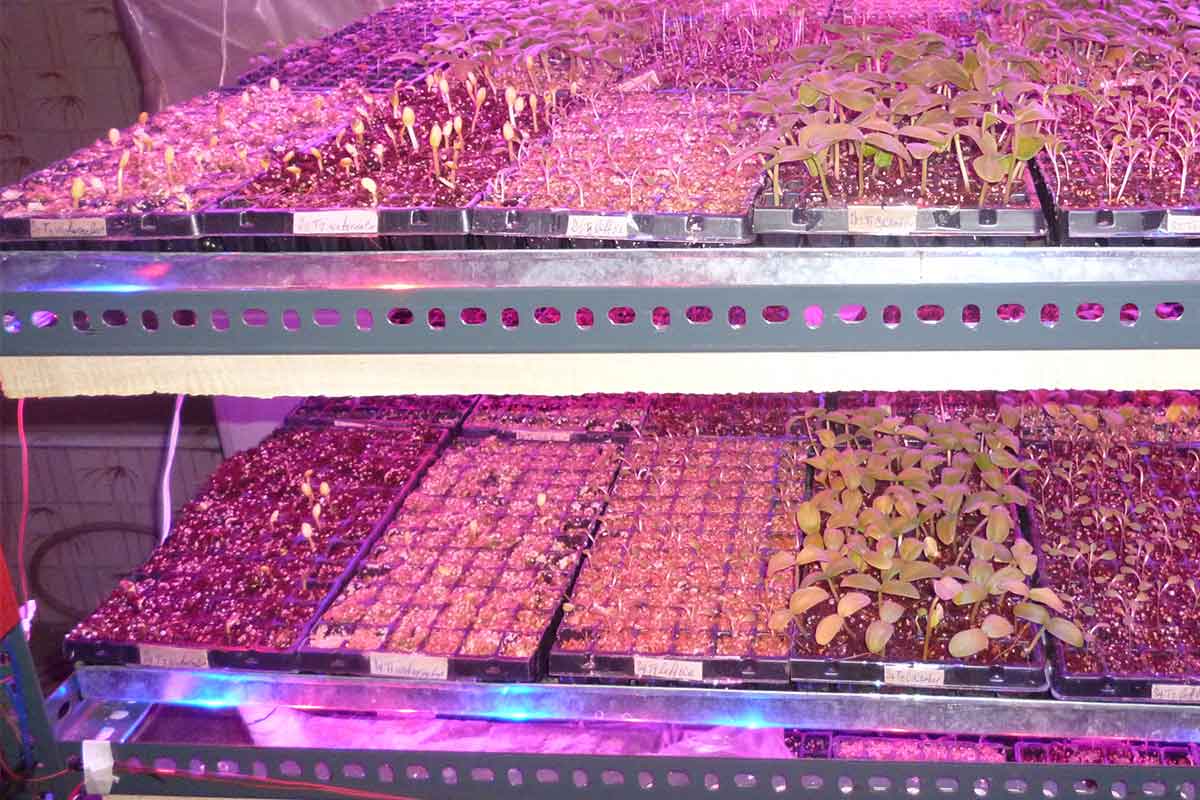 Greenhouse Vertical Farming Shelf Nazarian Article Cademix