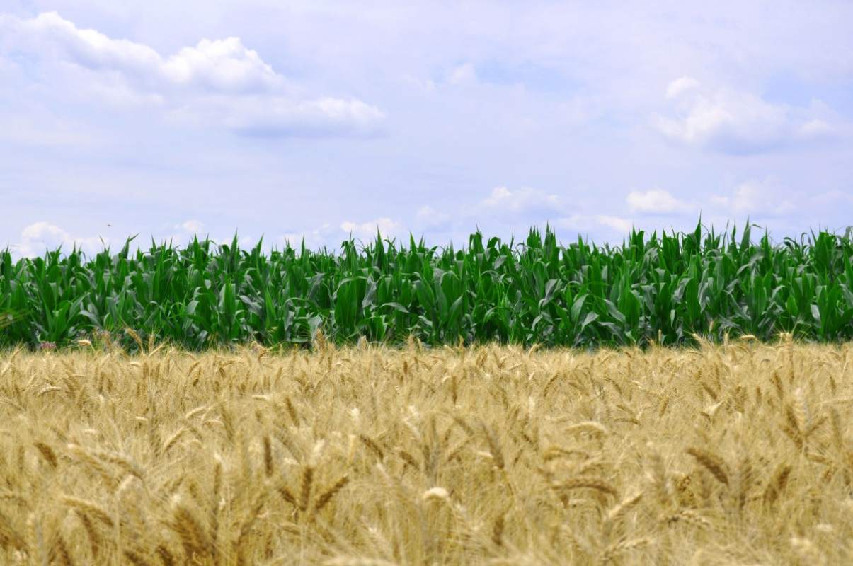 Crop Rotation Healthy Food production Hossein Nazarian Cademix Institute of Technology