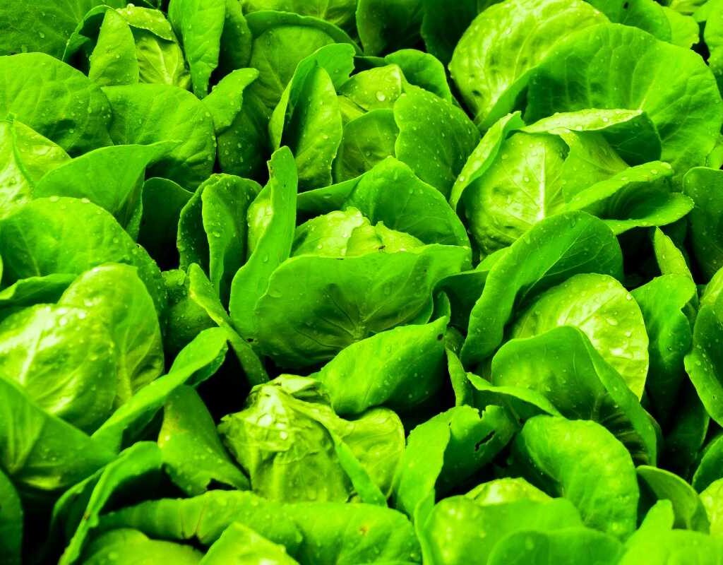 Lettuce Production Artificial Light Nazarian Article Cademix