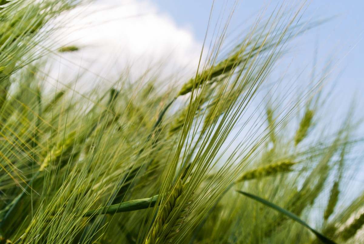 Wheat Healthy Food production Hossein Nazarian Cademix Institute of Technology