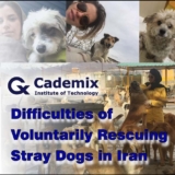Samareh-Ghaem-Maghami-Cademix-Magazine-Article-Difficulties-of-Voluntarily-Rescuing-Stray-Dogs-in-Iran