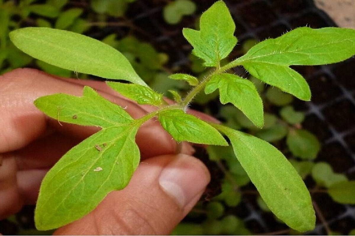 Tomato Seedling Transplanting Vertical Farming Artificial light Hossein Nazarian Cademix