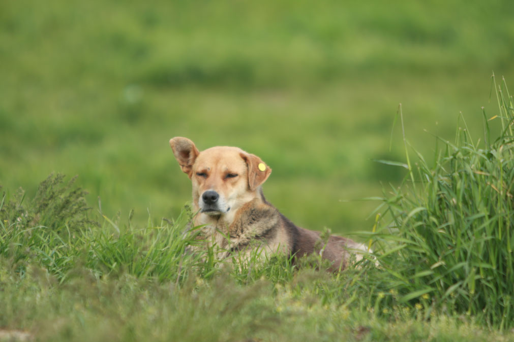 Vaccinated Sterilized Dog Rests in the Meadow Samareh Ghaem Maghami Cademix Magazine Article Difficulties of Voluntarily Rescuing Stray Dogs in Iran