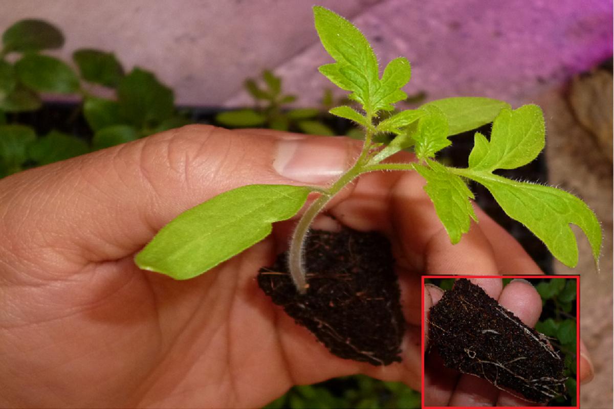 Tomato Seedling Hossein Nazarian Cademix Magezine Article