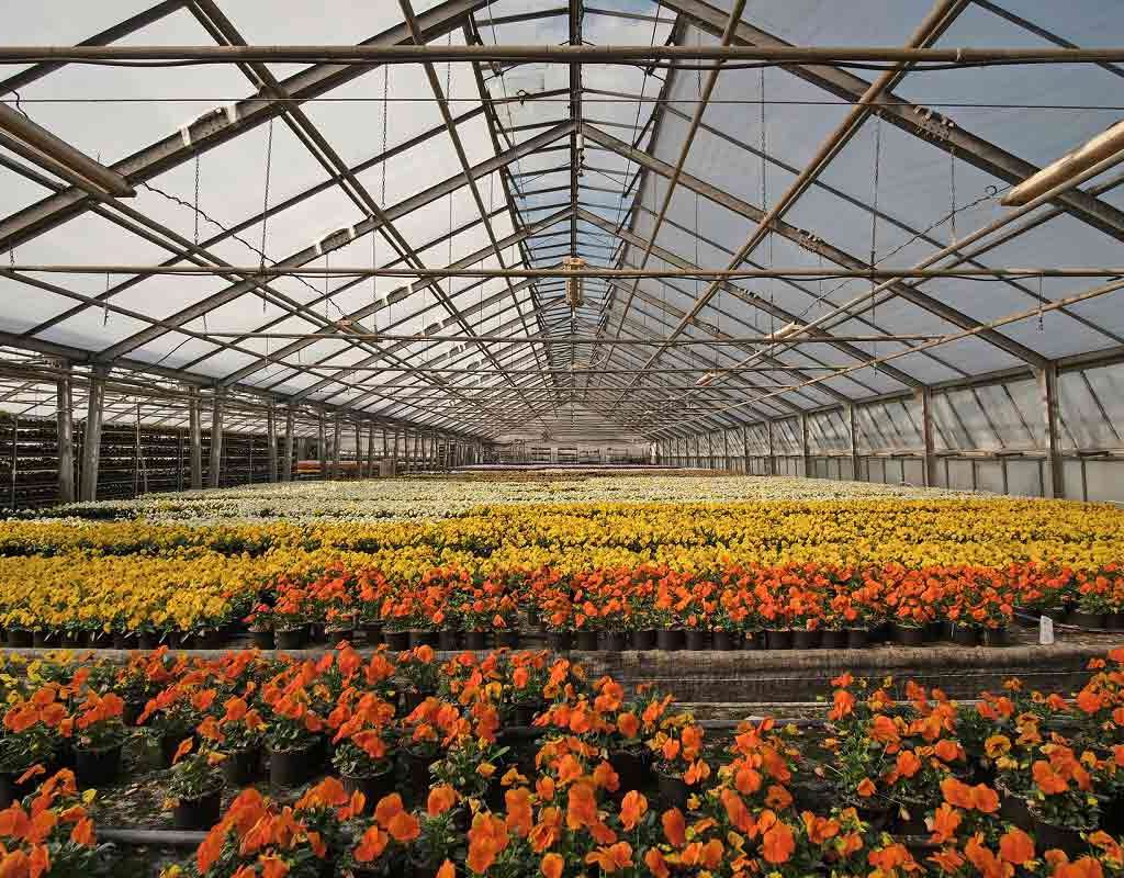 Farm Greenhouse Flowers Rural Entrepreneurship- Cademix-Magazine-Article-Zahra-Kamali 