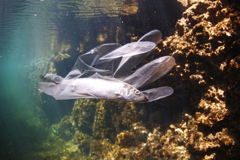 Fish covered in Plastic